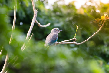 coracias benghalensis, Birds are sticking to dry branches.