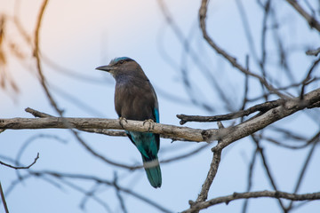 coracias benghalensis, Birds are sticking to dry branches.