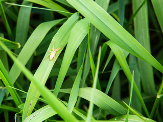 Fototapeta premium Grass spider (Tibellus oblongus) found on tall grass