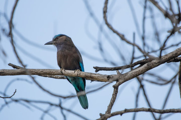 coracias benghalensis, Birds are sticking to dry branches.