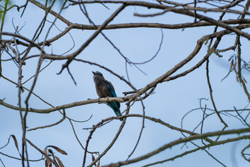 coracias benghalensis, Birds are sticking to dry branches.