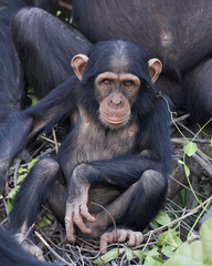 Chimpanzee (Pan troglodytes)