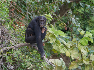 Chimpanzee (Pan troglodytes)
