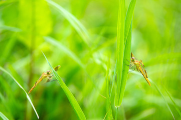 ミヤマアカネ　二頭