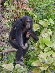 Chimpanzee (Pan troglodytes)