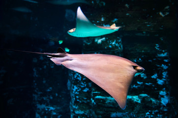 Two ray float under water