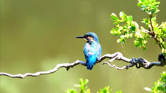 Slow motion movie of the scene that bird Kingfisher (Alcedo atthis) stand on the branch, clean it feather with beak in wind with nature background.