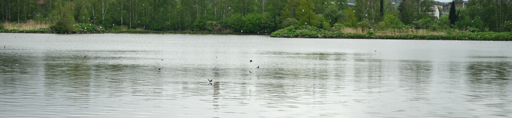 Swallows above the surface of the lake.