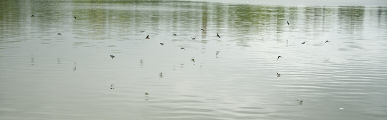 Swallows above the surface of the lake.