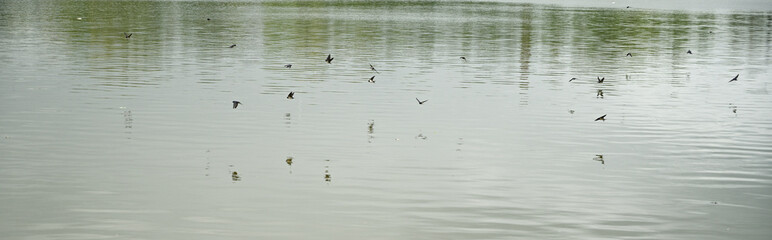 Swallows above the surface of the lake.
