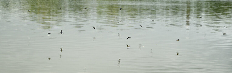 Swallows above the surface of the lake.