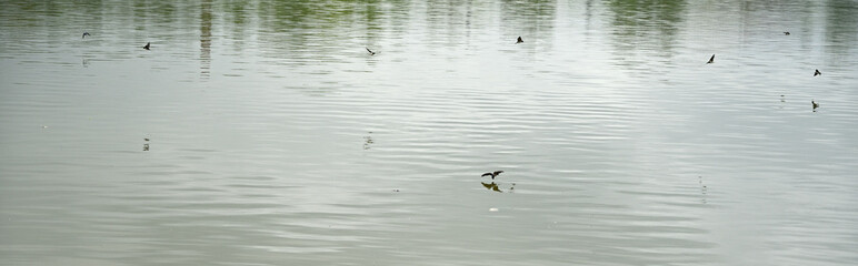 Swallows above the surface of the lake.