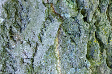 Old Wood Tree Texture Background