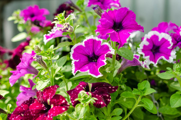 many flowers different colors in summer