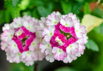 Pink and White flowers garden bed