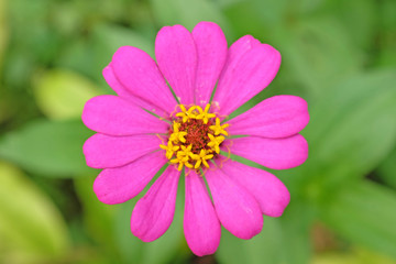 Obraz premium Pink zinnia in garden with green leaves background.