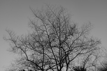 Dry tree branches background, black and white