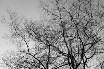 Fototapeta na wymiar Dry tree branches in the forest, black and white