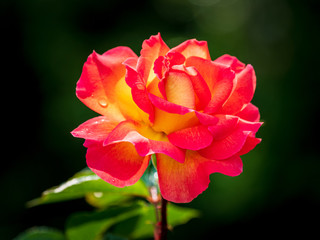 rot gelbe Rose nach einem Regenschauer