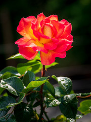 einzelne rot gelbe Rose