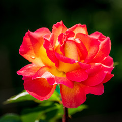 rot gelbe Rose
