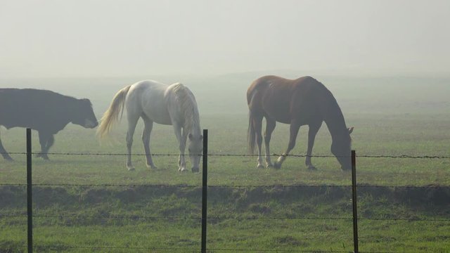 Beautiful horses eat lush green pasture grass in misty morning dew fog. Cow walks and joins brown and white horse.