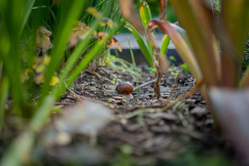 weinbergschnecke