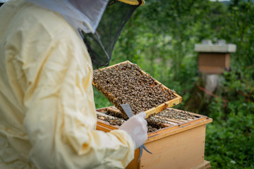 imker bienen