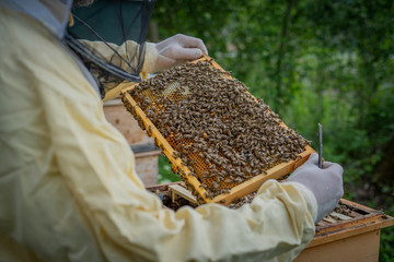 imker bienen