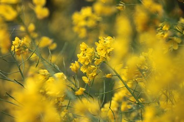 Fototapeta premium 菜の花
