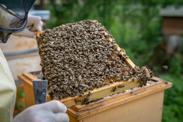 bienen waben