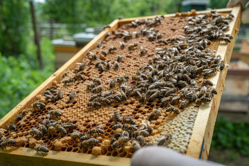 bienen wabe © Robert