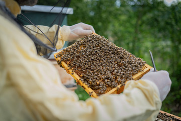 bienen honig waben