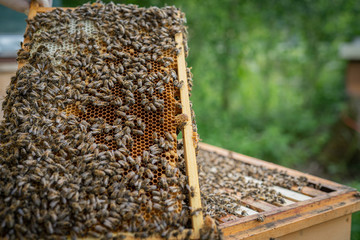bienen wabe