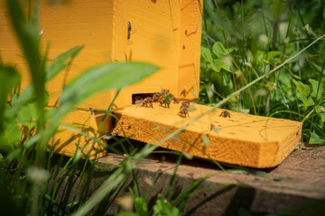 Bienen