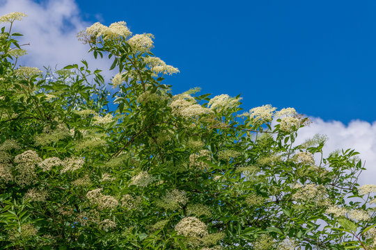 Holunderbl&uuml;ten vor blauem Himmel