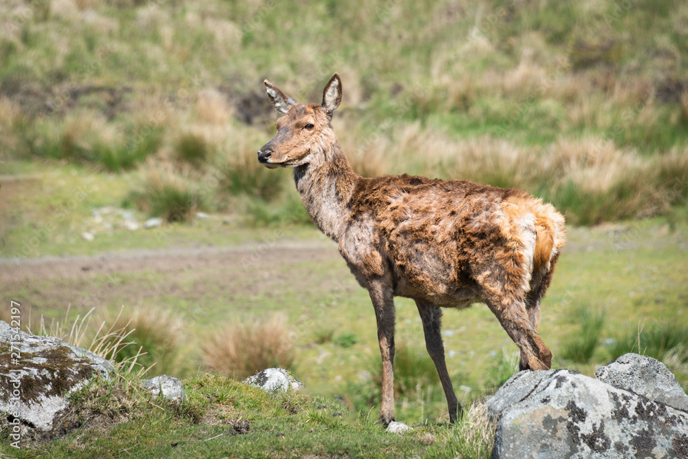 Poster a full portrait of a red deer in moult standing on grass land. the deer is facing to the left into c