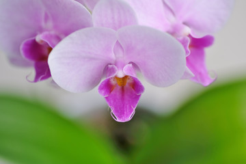 Fototapeta na wymiar pink orchid on green background