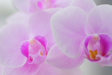 Naklejka na ściany i meble orchid on a background