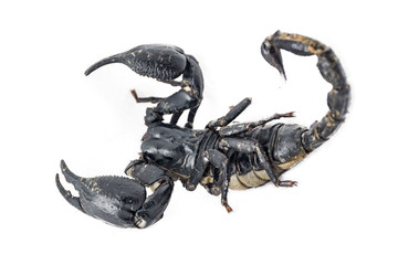scorpion on Background color White