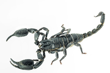 scorpion on Background color White