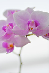 orchid on white background