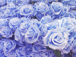 Blurred of blue roses in pastel color style on soft blur bokeh texture for background,detailof blue roses flowers treated