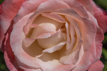pink rose
