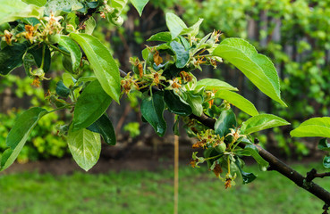 Fototapeta premium Beautiful branch with curls of green apples.