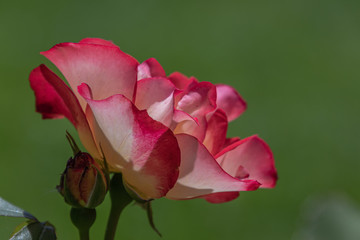 pink rose on green background