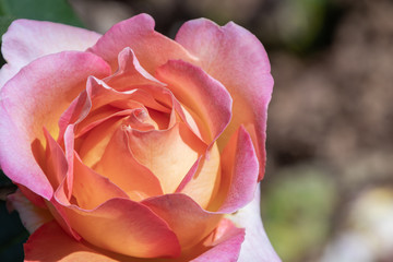 pink rose in garden