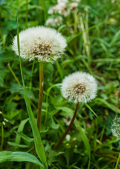White dandelions on a background of green grass. Seeds of dandelions with white fluff.