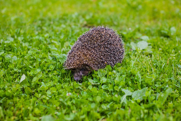 Naklejka na ściany i meble West european hedgehog (Erinaceus europaeus) on a green meadow.Young hedgehog in natural. Curious hedgehog walks in the woods on a sunny summer day.