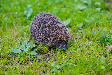 West european hedgehog (Erinaceus europaeus) on a green meadow.Young hedgehog in natural. Curious...